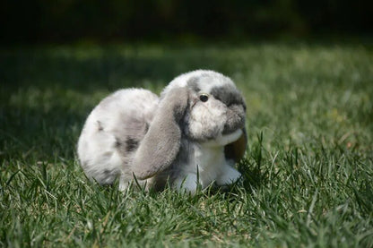 Plushie Lifelike Long-Eared Lop Rabbit, 11" | 27 cm