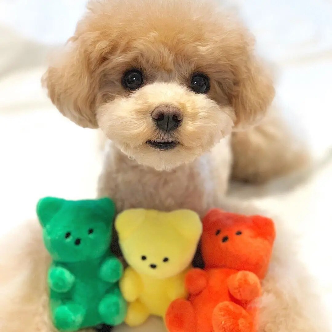 Plushie Gummy Bear Squeaky Chew Toy, 5 Colors, 4" | 11 cm plush toy – – – Image 2 | Plushie Produce